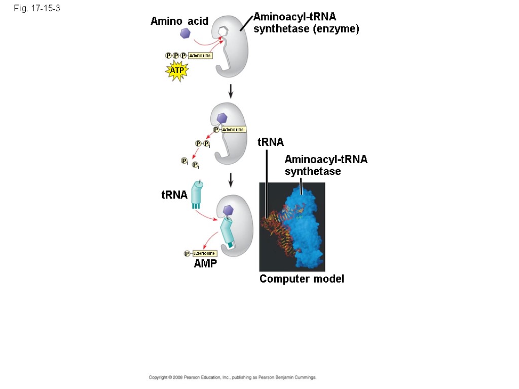 Fig. 17-15-3 Amino acid Aminoacyl-tRNA synthetase (enzyme) ATP Adenosine P P P Adenosine P